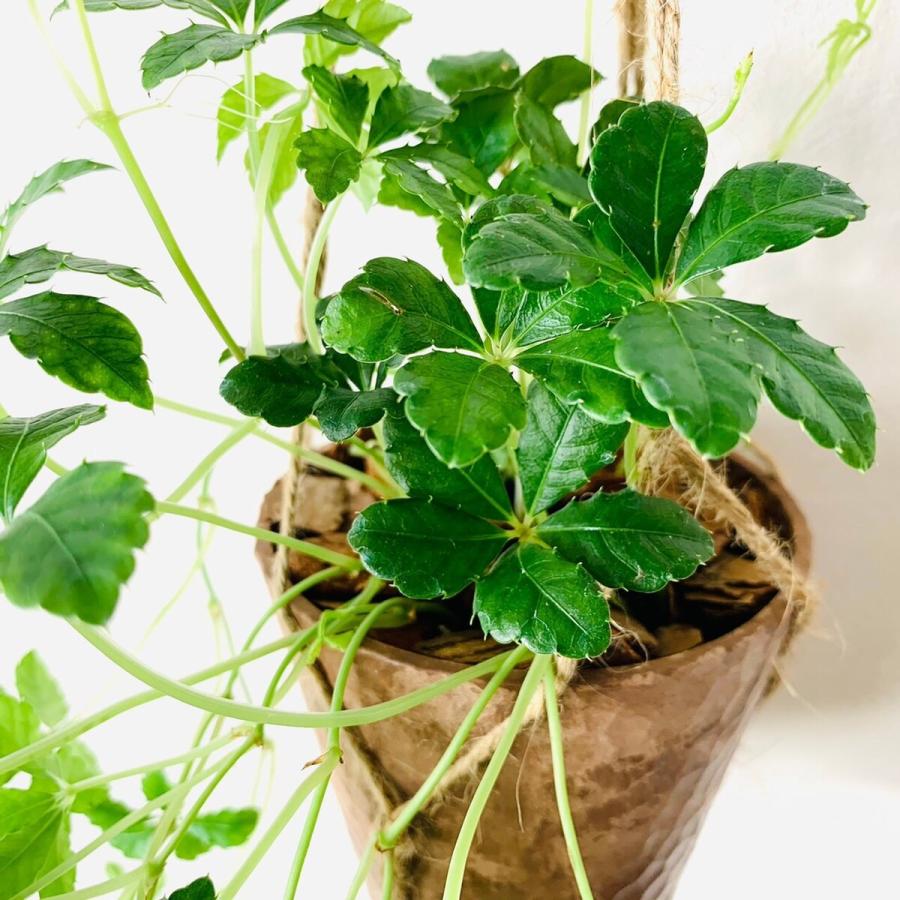 おしゃれ　観葉植物 　吊り下げ　シュガーバイン 木の香りがする鉢　4号　壁掛け　インテリア |  | 02
