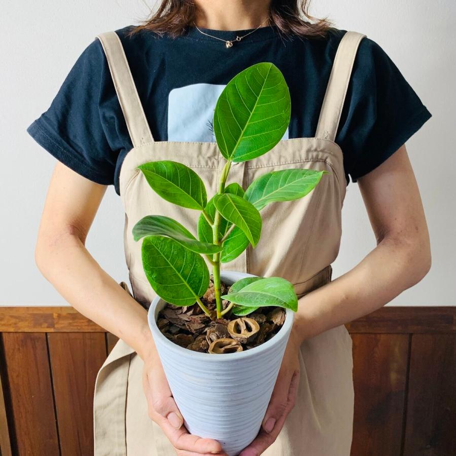 最大71％オフ！ 永遠の幸せ フィカス アルテシマ 4号 ロング ホワイト