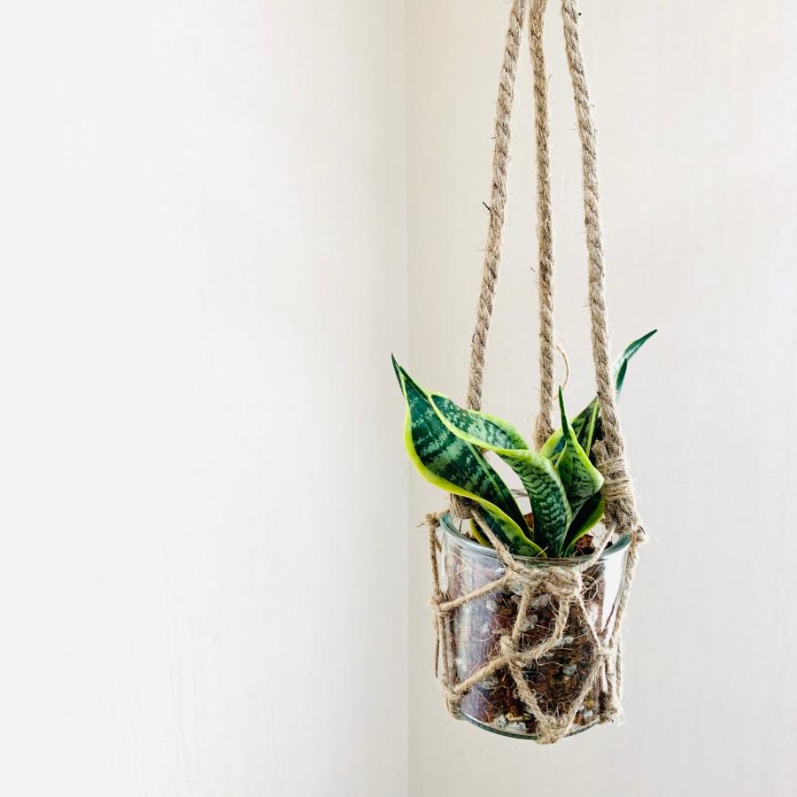 壁掛け　オシャレ　サンスベリア　ハニー　グラスハンギング　インテリア　観葉植物　吊るす　植木鉢　 |  | 01