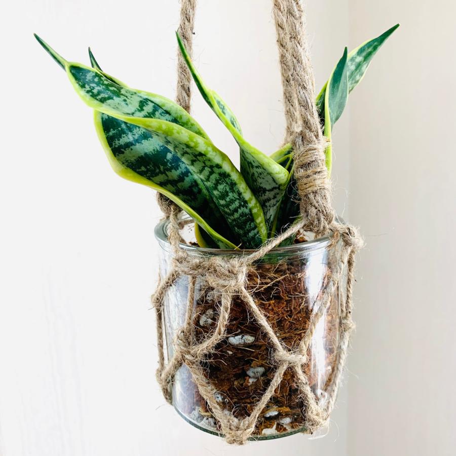 壁掛け　オシャレ　サンスベリア　ハニー　グラスハンギング　インテリア　観葉植物　吊るす　植木鉢　 |  | 02
