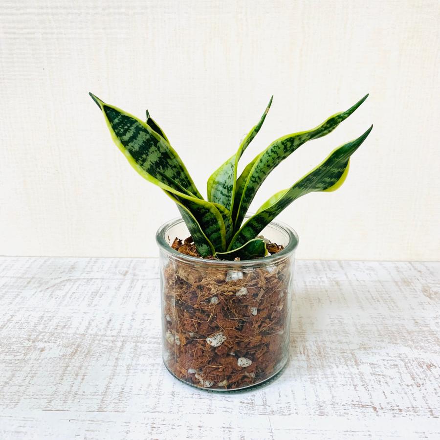 壁掛け　オシャレ　サンスベリア　ハニー　グラスハンギング　インテリア　観葉植物　吊るす　植木鉢　 |  | 05
