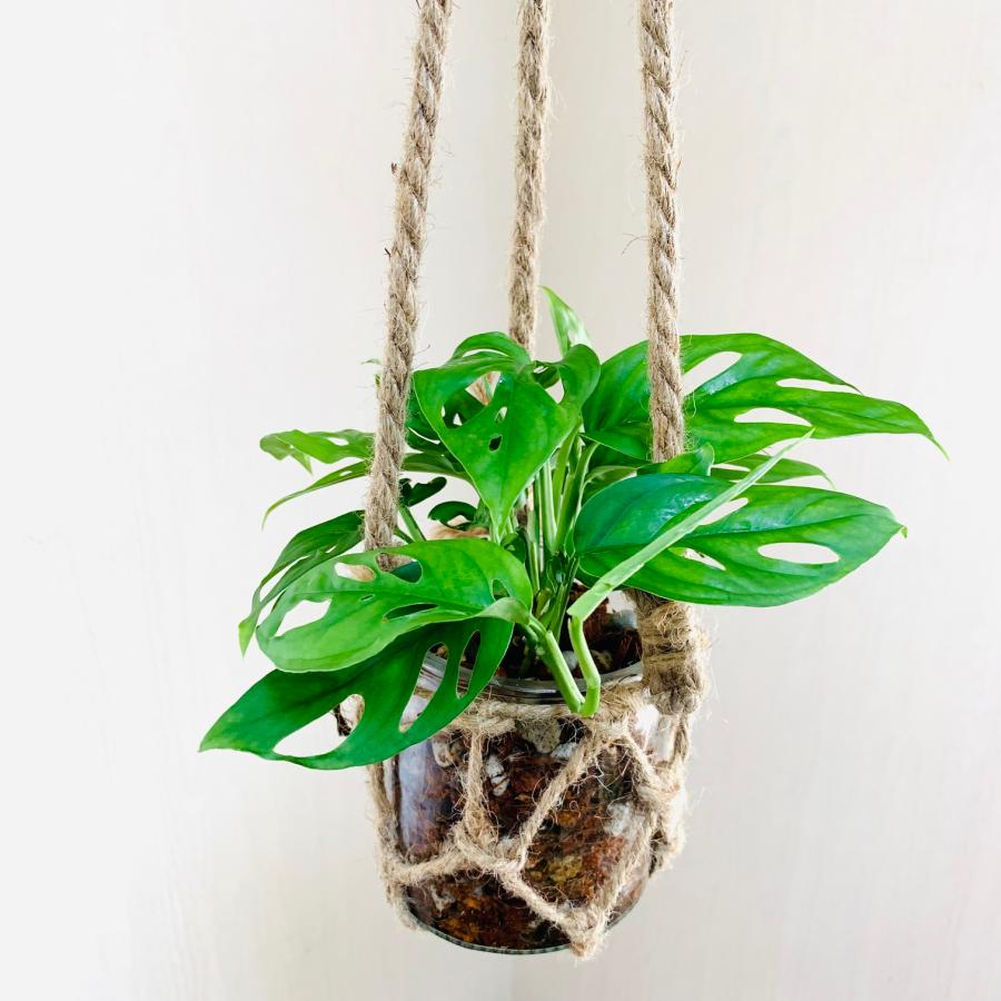 壁掛け オシャレ モンステラ つる性マドカズラ グラスハンギング