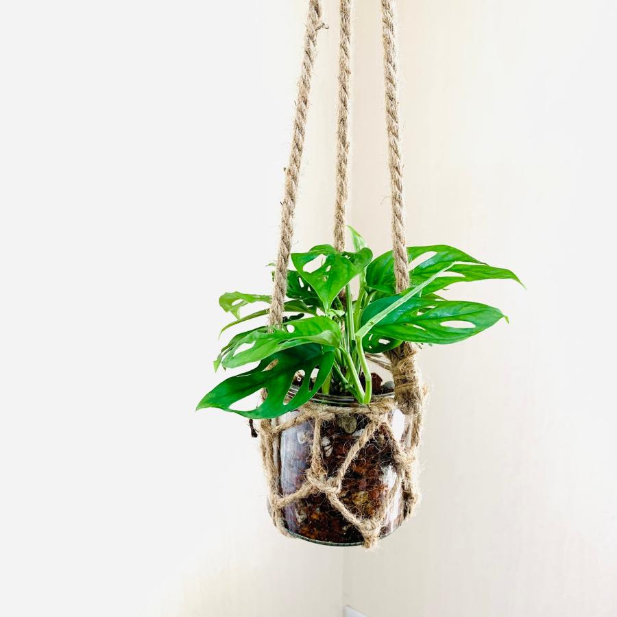 壁掛け　オシャレ　モンステラ　つる性マドカズラ　グラスハンギング　インテリア　観葉植物　吊るす　植木鉢　 |  | 02