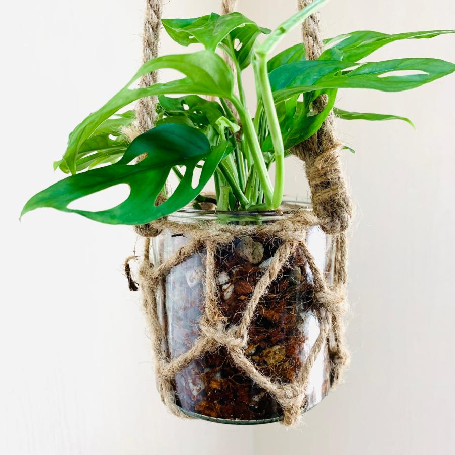 壁掛け オシャレ モンステラ つる性マドカズラ グラスハンギング