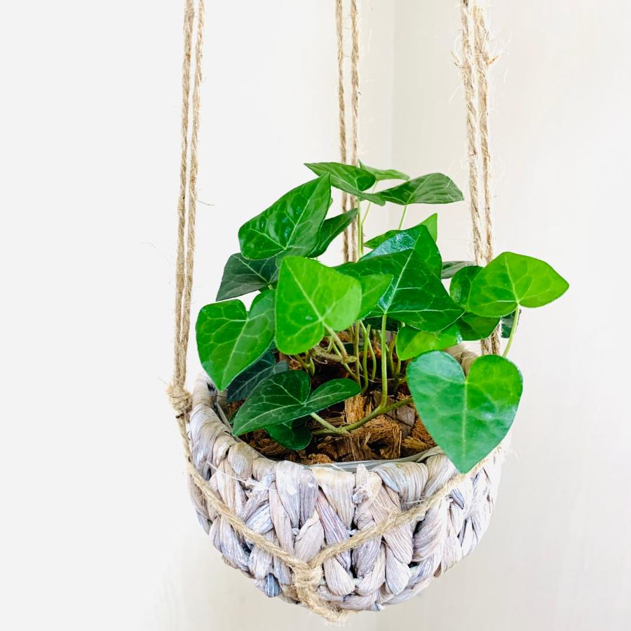 壁掛け　オシャレ　ハートアイビー　ヘデラ　ナチュラルバスケット　インテリア　観葉植物　吊るす　植木鉢　 |  | 01