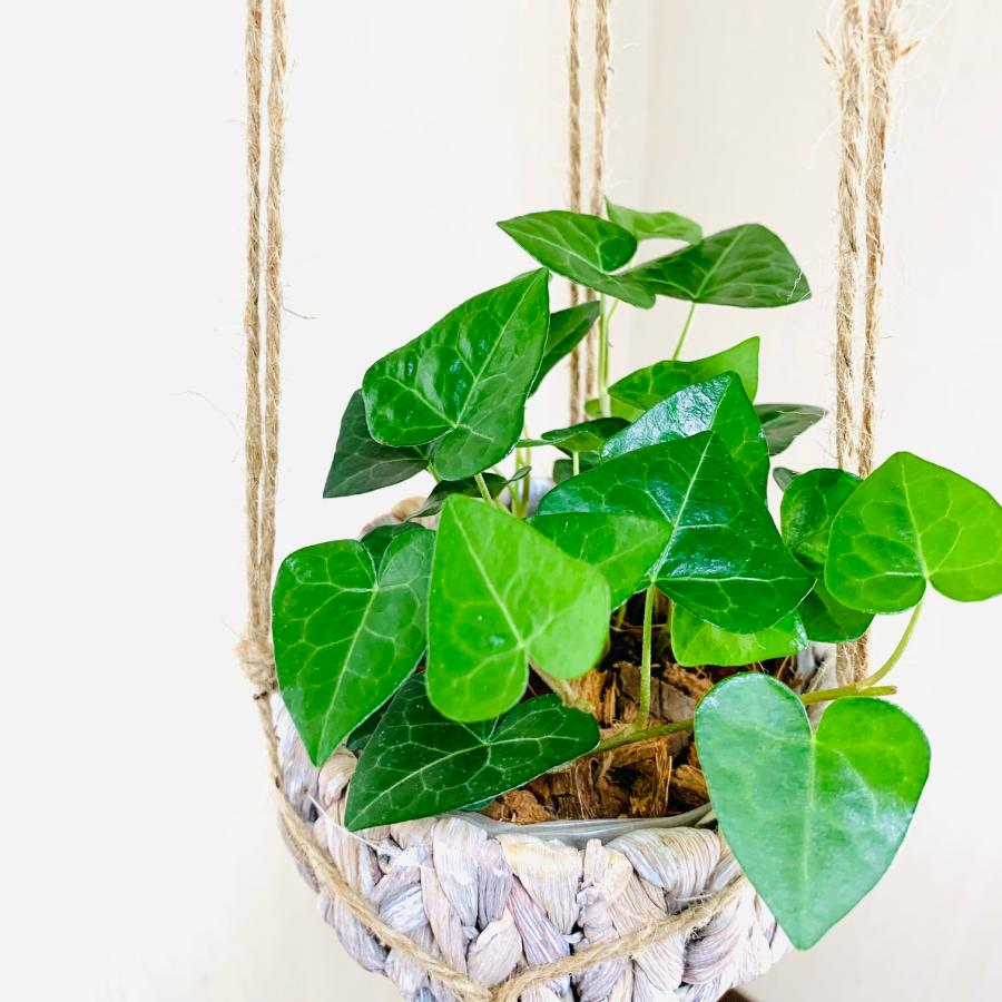 壁掛け　オシャレ　ハートアイビー　ヘデラ　ナチュラルバスケット　インテリア　観葉植物　吊るす　植木鉢　 |  | 02