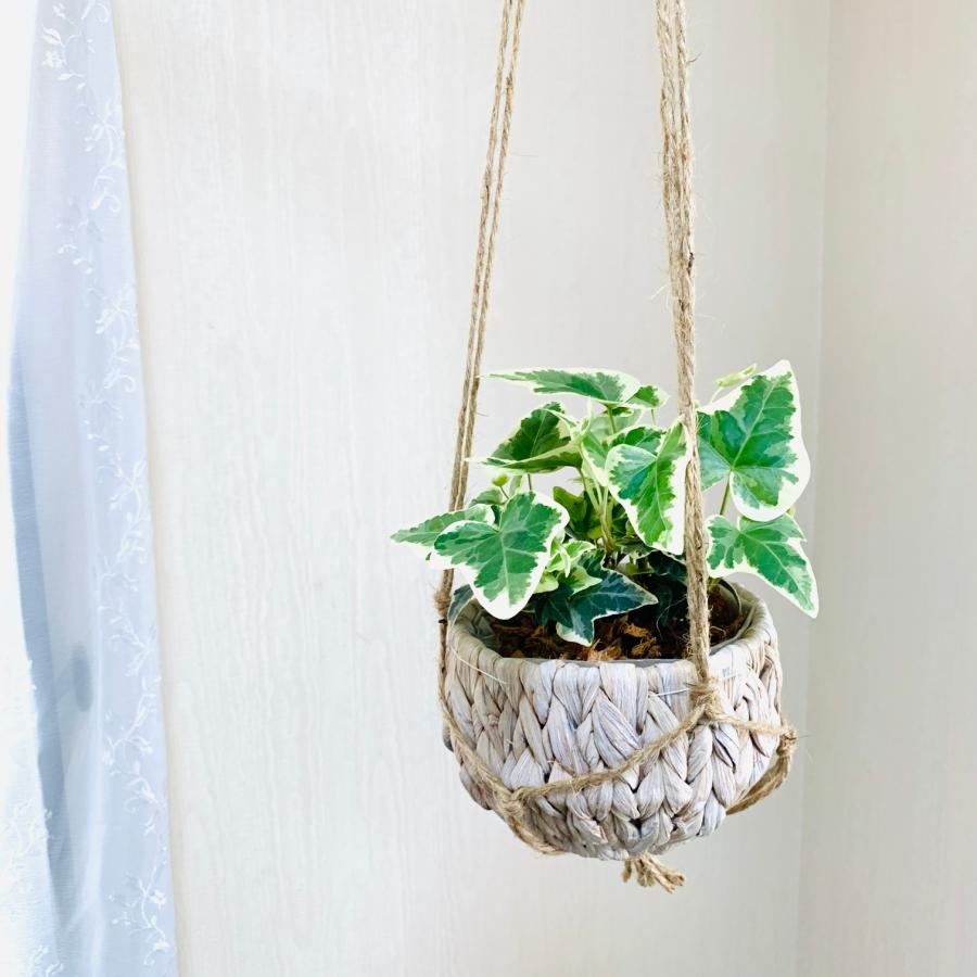 壁掛け　オシャレ　アイビー　ヘデラ　品種おまかせ　斑入り　ナチュラルバスケット　インテリア　観葉植物　吊るす　植木鉢　 |  | 01