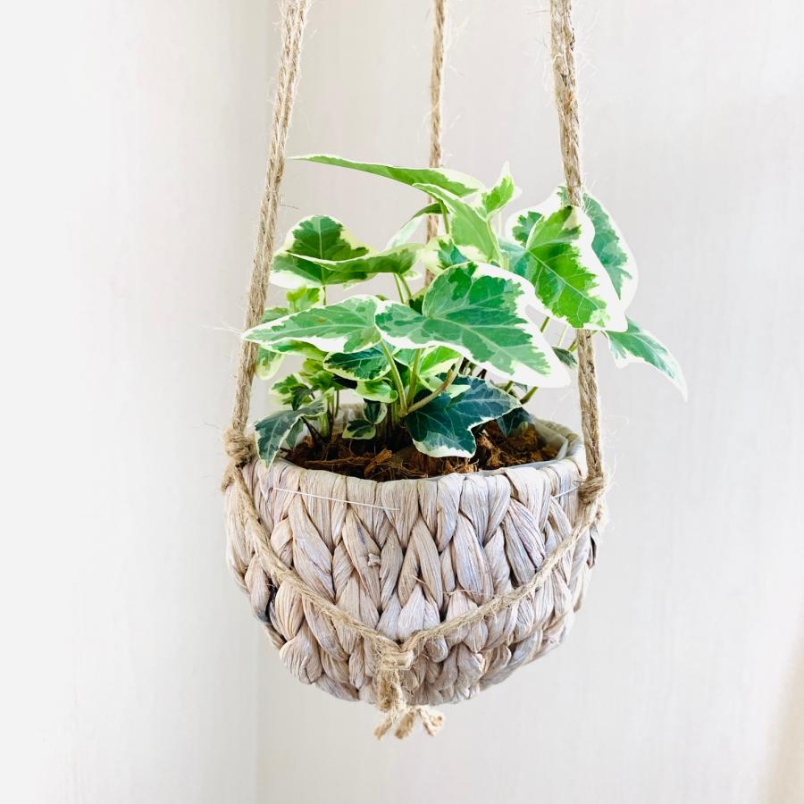 壁掛け　オシャレ　アイビー　ヘデラ　品種おまかせ　斑入り　ナチュラルバスケット　インテリア　観葉植物　吊るす　植木鉢　 |  | 02
