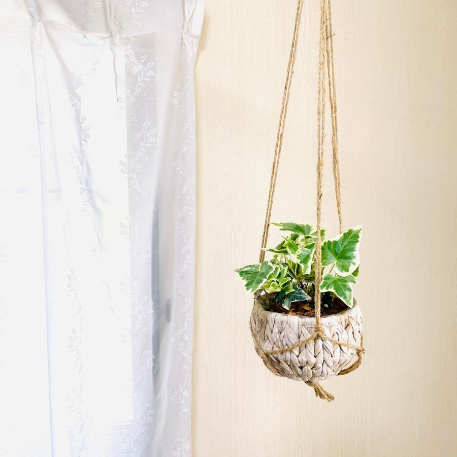 壁掛け　オシャレ　アイビー　ヘデラ　品種おまかせ　斑入り　ナチュラルバスケット　インテリア　観葉植物　吊るす　植木鉢　 |  | 04