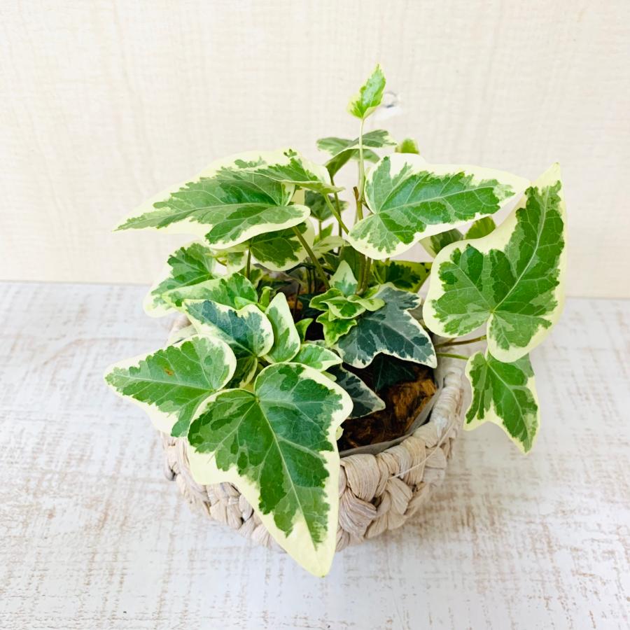 壁掛け　オシャレ　アイビー　ヘデラ　品種おまかせ　斑入り　ナチュラルバスケット　インテリア　観葉植物　吊るす　植木鉢　 |  | 06