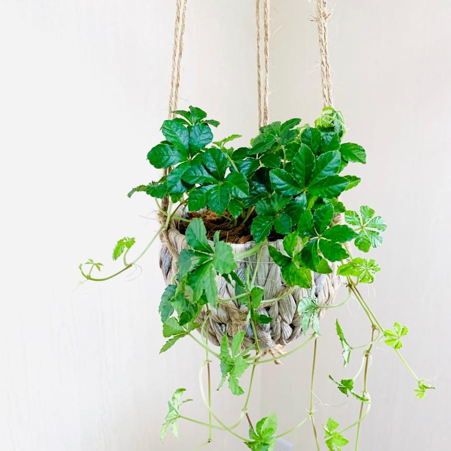 壁掛け　オシャレ　シュガーバイン　ナチュラルバスケット　インテリア　観葉植物　吊るす　植木鉢　 |  | 01