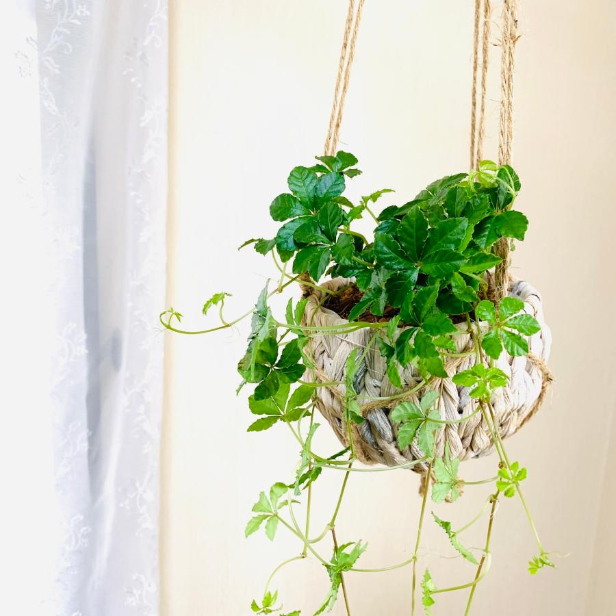 壁掛け　オシャレ　シュガーバイン　ナチュラルバスケット　インテリア　観葉植物　吊るす　植木鉢　 |  | 02