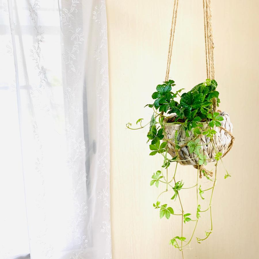 壁掛け　オシャレ　シュガーバイン　ナチュラルバスケット　インテリア　観葉植物　吊るす　植木鉢　 |  | 03