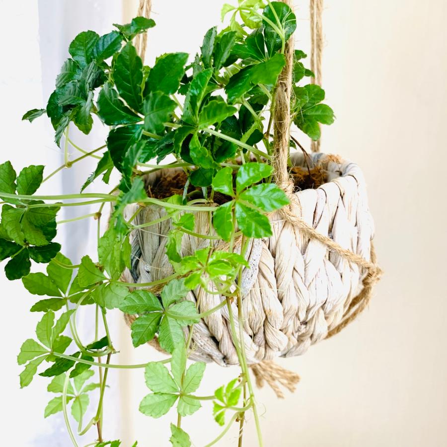 壁掛け　オシャレ　シュガーバイン　ナチュラルバスケット　インテリア　観葉植物　吊るす　植木鉢　 |  | 04