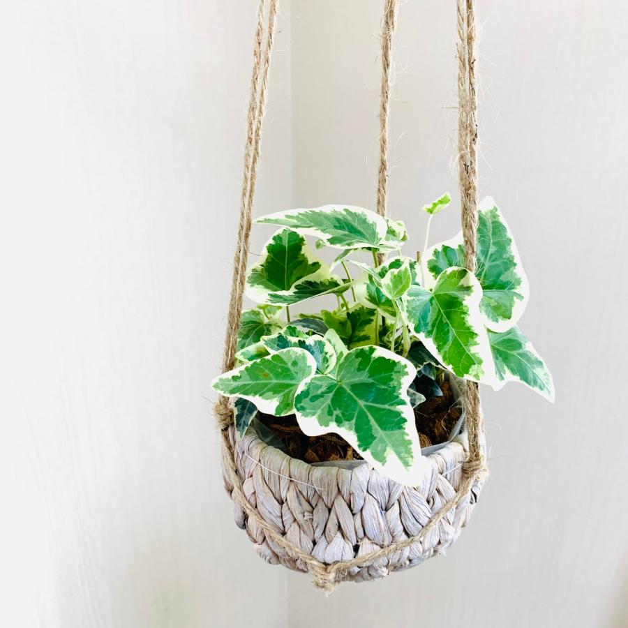 壁掛け　オシャレ　シュガーバイン　アイビー　ナチュラルバスケット　インテリア　観葉植物　吊るす　植木鉢　 |  | 03