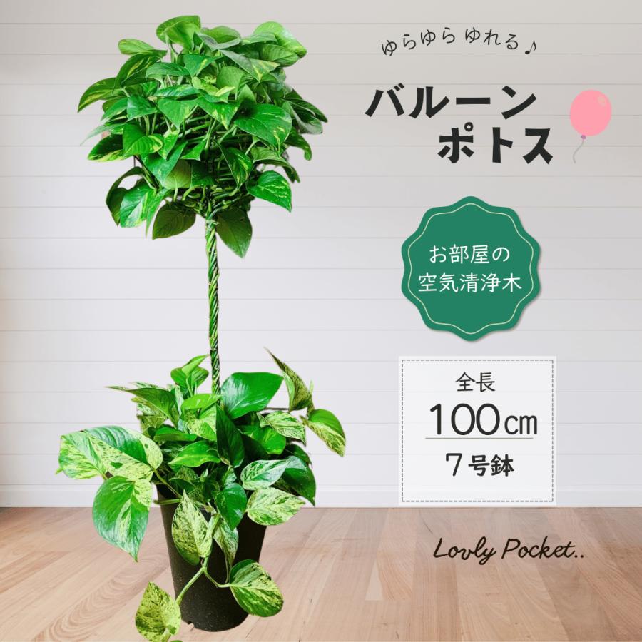 おしゃれ　観葉植物　インテリア　バルーンポトス　100cm　7号　　ゴールデンポトス　引っ越し　開店　お祝い　ギフト | 