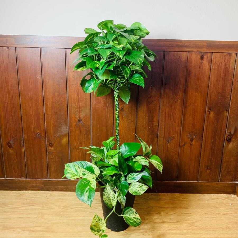 おしゃれ　観葉植物　インテリア　バルーンポトス　100cm　7号　　ゴールデンポトス　引っ越し　開店　お祝い　ギフト |  | 01