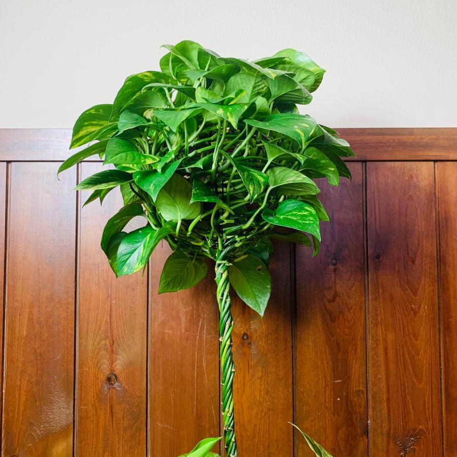 おしゃれ　観葉植物　インテリア　バルーンポトス　100cm　7号　　ゴールデンポトス　引っ越し　開店　お祝い　ギフト |  | 03