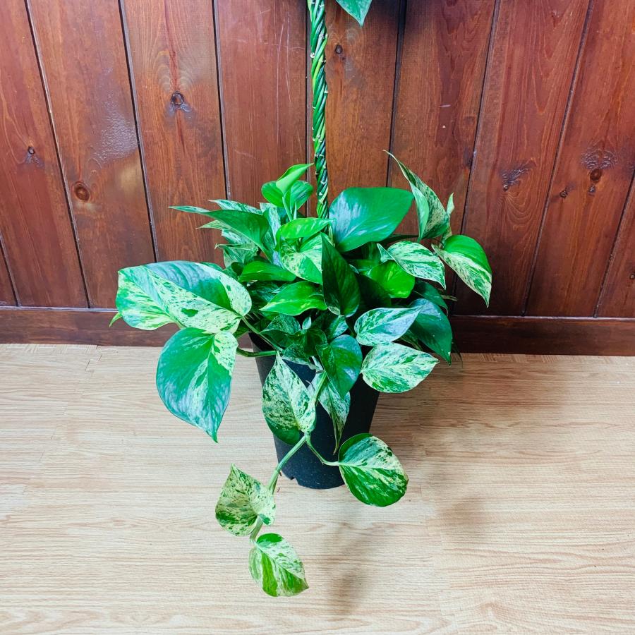 おしゃれ　観葉植物　インテリア　バルーンポトス　100cm　7号　　ゴールデンポトス　引っ越し　開店　お祝い　ギフト |  | 04