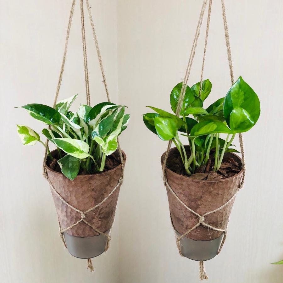 おしゃれ　観葉植物　吊り下げ　ポトス　エンジョイ　グローバルグリーン　受け皿付き　壁掛け |  | 01