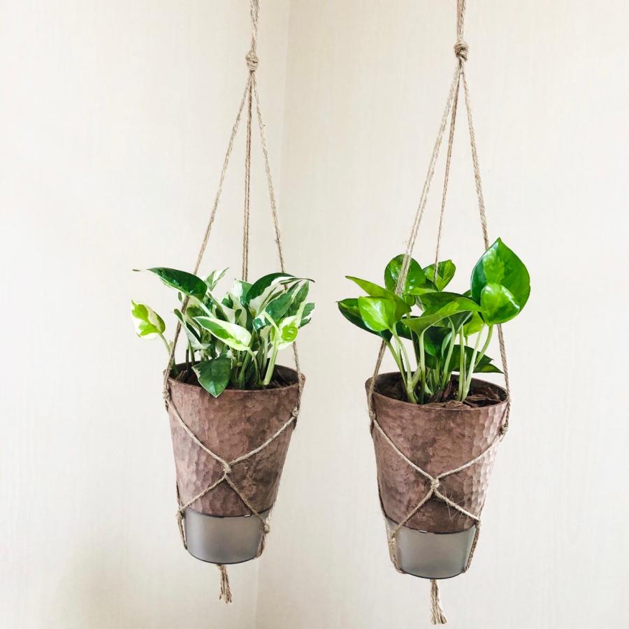 おしゃれ　観葉植物　吊り下げ　ポトス　エンジョイ　グローバルグリーン　受け皿付き　壁掛け |  | 03