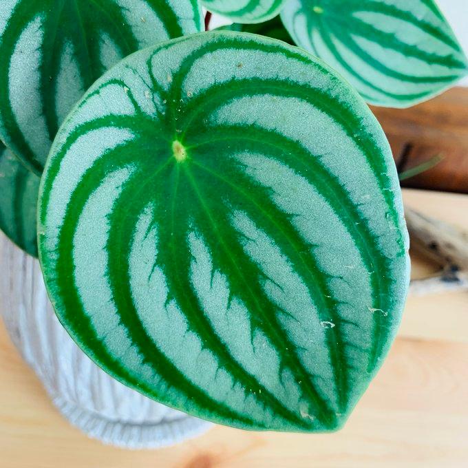 観葉植物　おしゃれ　引っ越し　ペペロミア　サンデルシー　スイカペペ　アンティーク陶器鉢　ホワイト　受け皿付き　5号 |  | 02