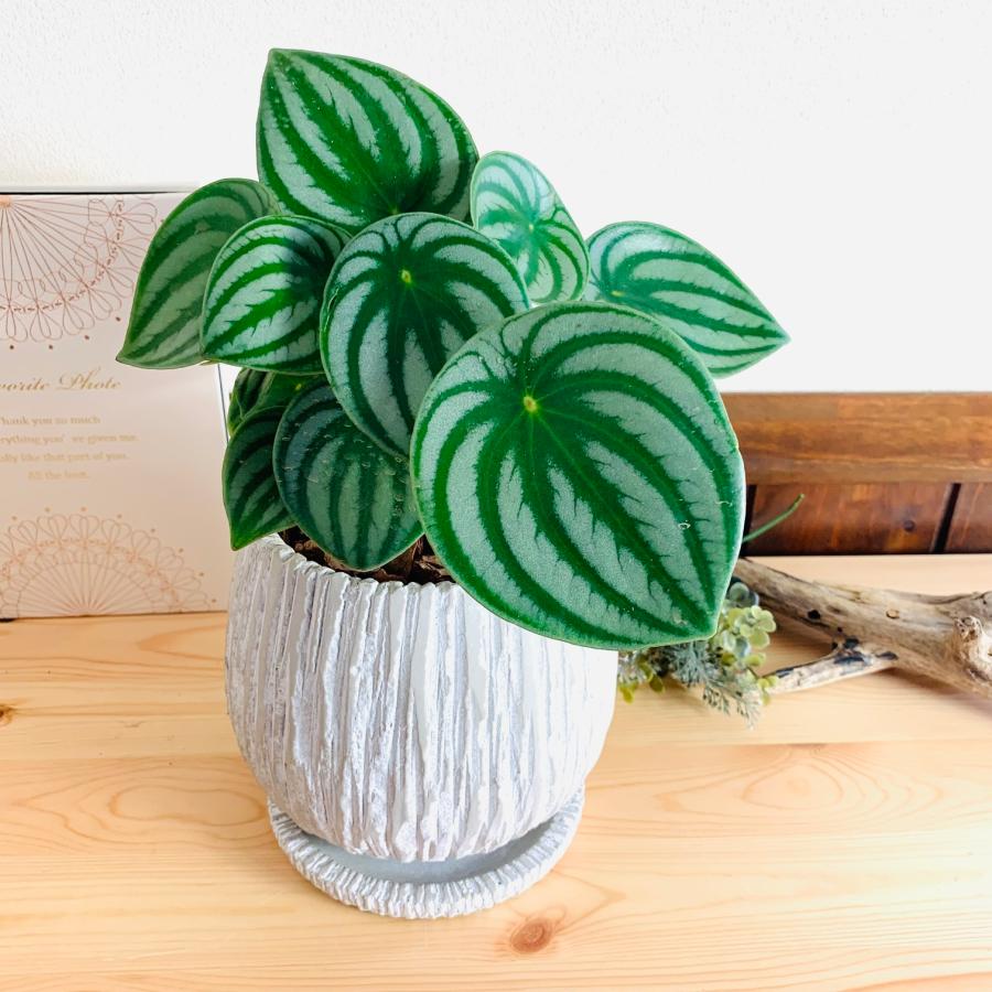 観葉植物　おしゃれ　引っ越し　ペペロミア　サンデルシー　スイカペペ　アンティーク陶器鉢　ホワイト　受け皿付き　5号 |  | 03