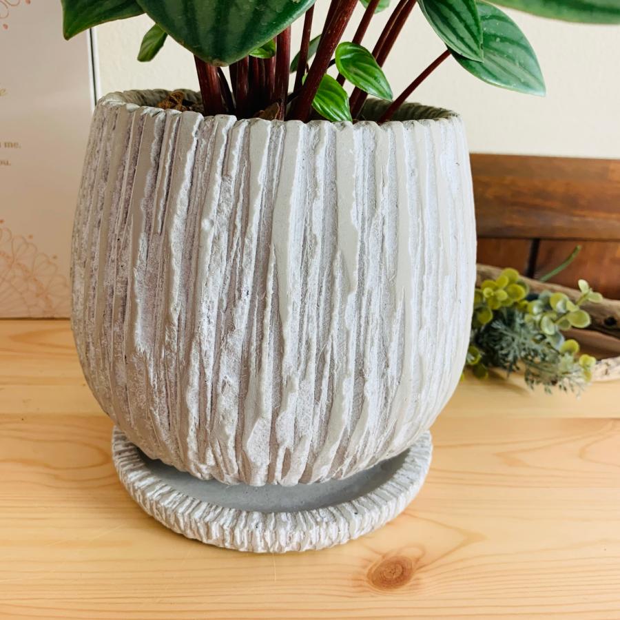 観葉植物　おしゃれ　引っ越し　ペペロミア　サンデルシー　スイカペペ　アンティーク陶器鉢　ホワイト　受け皿付き　5号 |  | 04