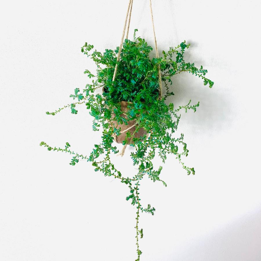 観葉植物　おしゃれ　レインボーファン　ハンキングアロマ鉢　インテリア　引っ越し　新居 | 