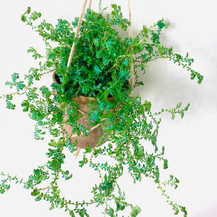 観葉植物　おしゃれ　レインボーファン　ハンキングアロマ鉢　インテリア　引っ越し　新居 |  | 03