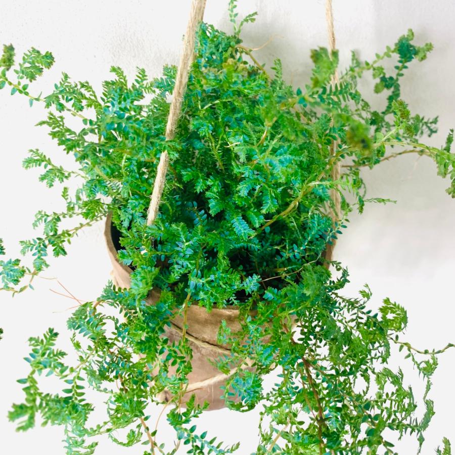 観葉植物　おしゃれ　レインボーファン　ハンキングアロマ鉢　インテリア　引っ越し　新居 |  | 04