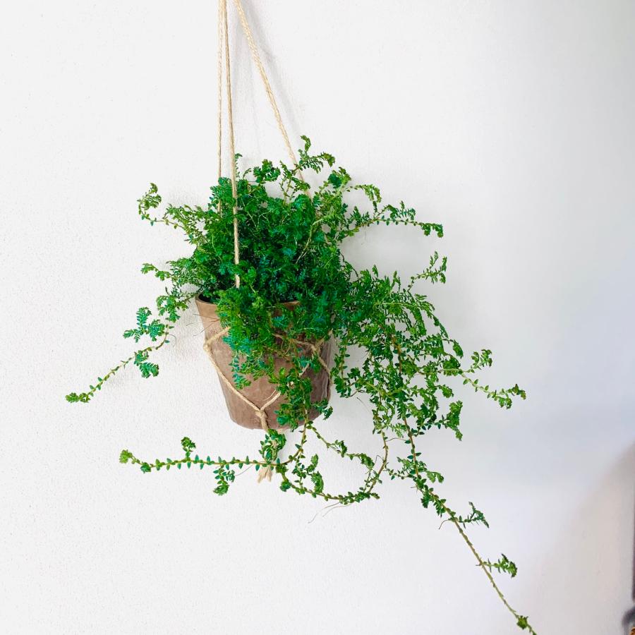 観葉植物　おしゃれ　レインボーファン　ハンキングアロマ鉢　インテリア　引っ越し　新居 |  | 05