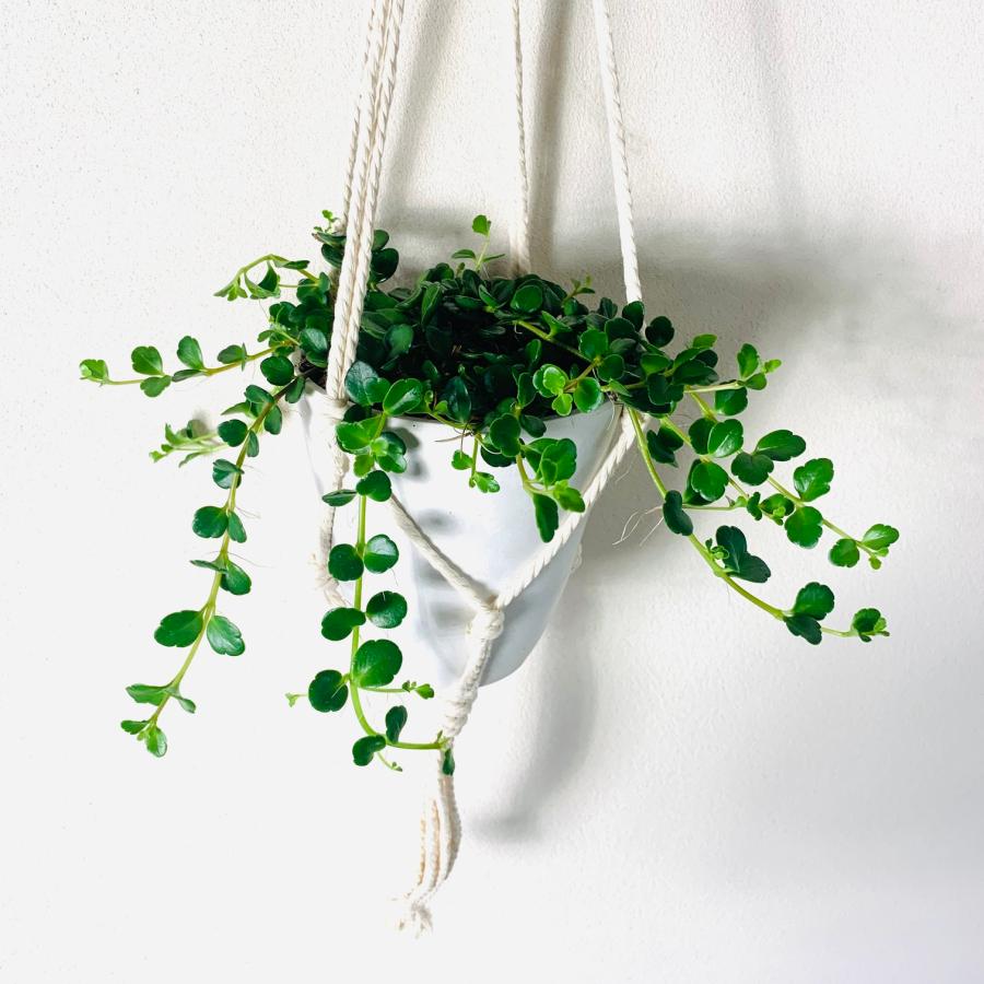 観葉植物　吊り下げ 　おしゃれ　壁掛け　インテリア　多肉植物 カランコエ　フィフィ　フライトハンガー　4号　 |  | 01