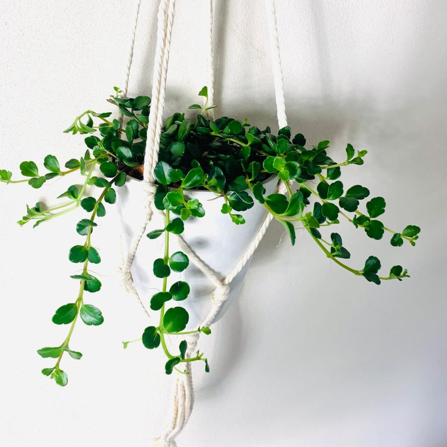 観葉植物　吊り下げ 　おしゃれ　壁掛け　インテリア　多肉植物 カランコエ　フィフィ　フライトハンガー　4号　 |  | 02