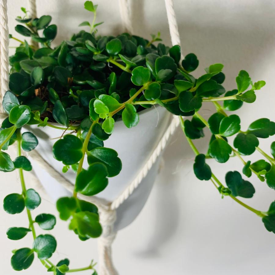 観葉植物　吊り下げ 　おしゃれ　壁掛け　インテリア　多肉植物 カランコエ　フィフィ　フライトハンガー　4号　 |  | 03