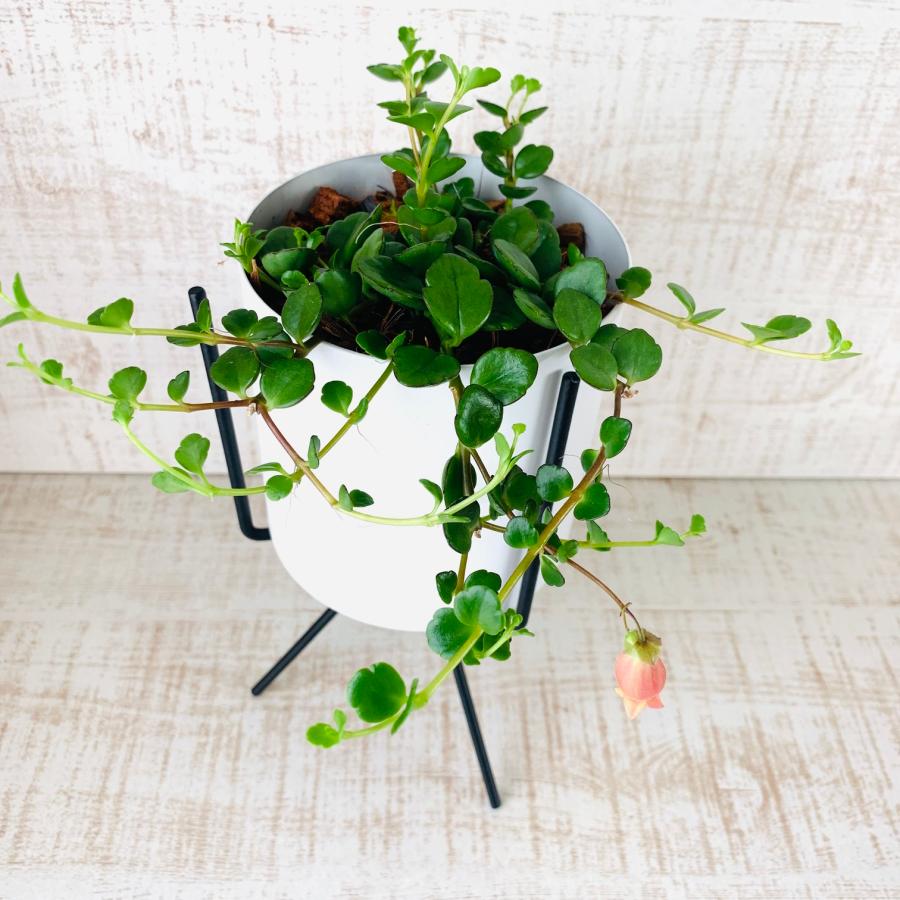 観葉植物　おしゃれ　カランコエ　フィフィ　スタンド鉢　　インテリア　ギフト　 |  | 01