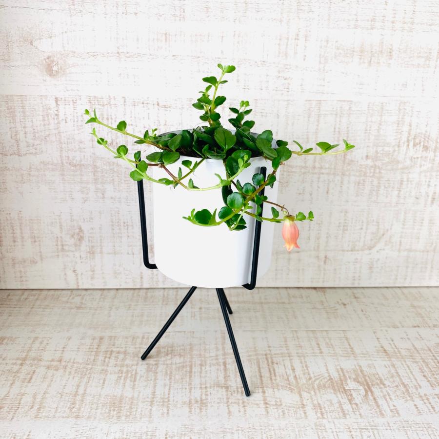 観葉植物　おしゃれ　カランコエ　フィフィ　スタンド鉢　　インテリア　ギフト　 |  | 03