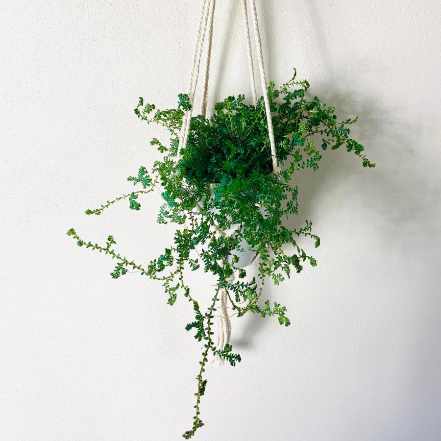 観葉植物　吊り下げ 　おしゃれ　壁掛け　インテリア　レインボーファン　フライトハンガー　4号　 | 