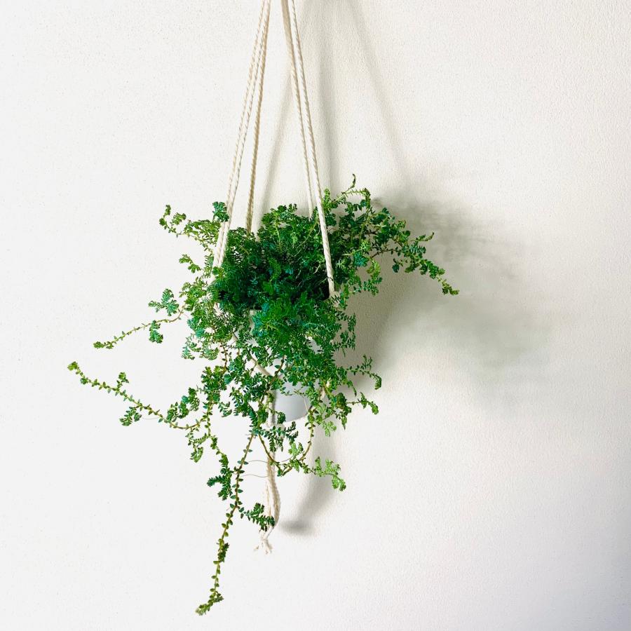 観葉植物　吊り下げ 　おしゃれ　壁掛け　インテリア　レインボーファン　フライトハンガー　4号　 |  | 01