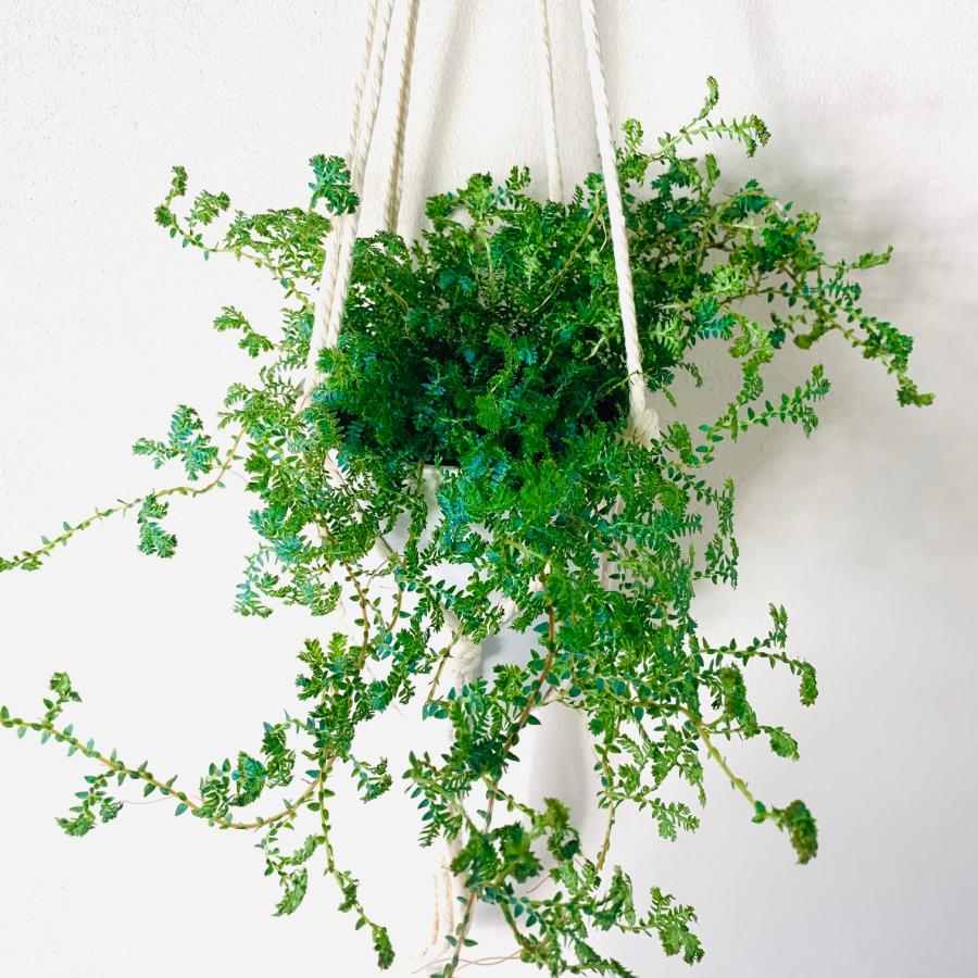 観葉植物　吊り下げ 　おしゃれ　壁掛け　インテリア　レインボーファン　フライトハンガー　4号　 |  | 02