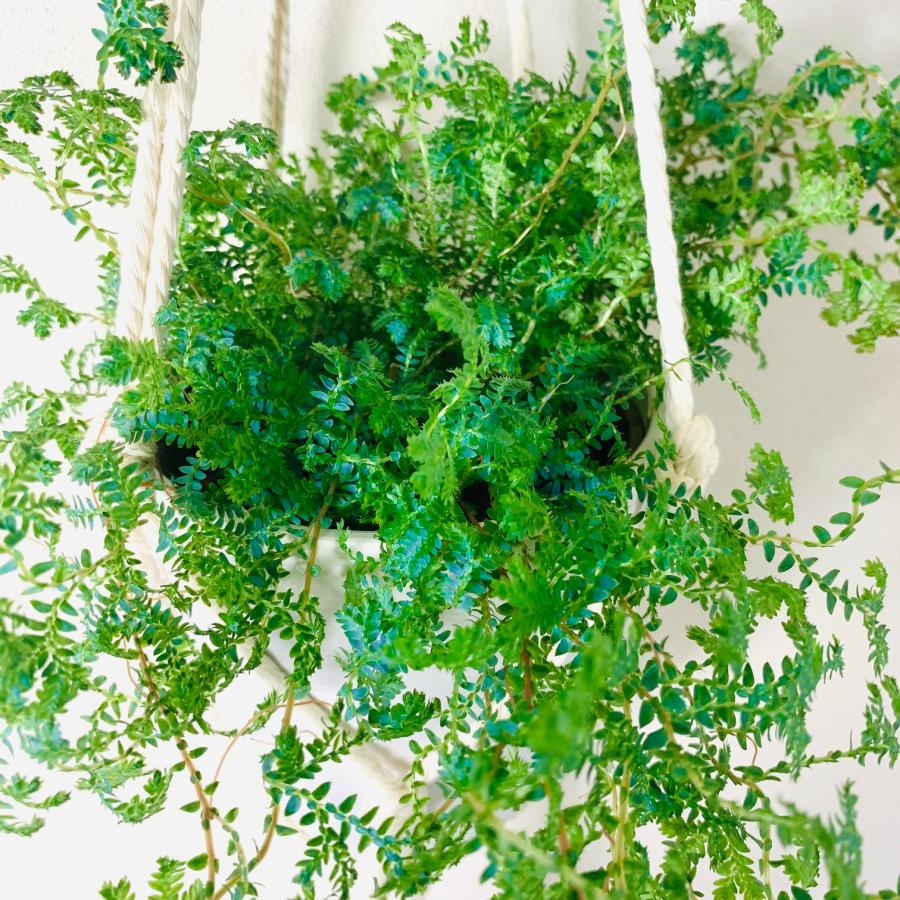 観葉植物　吊り下げ 　おしゃれ　壁掛け　インテリア　レインボーファン　フライトハンガー　4号　 |  | 03