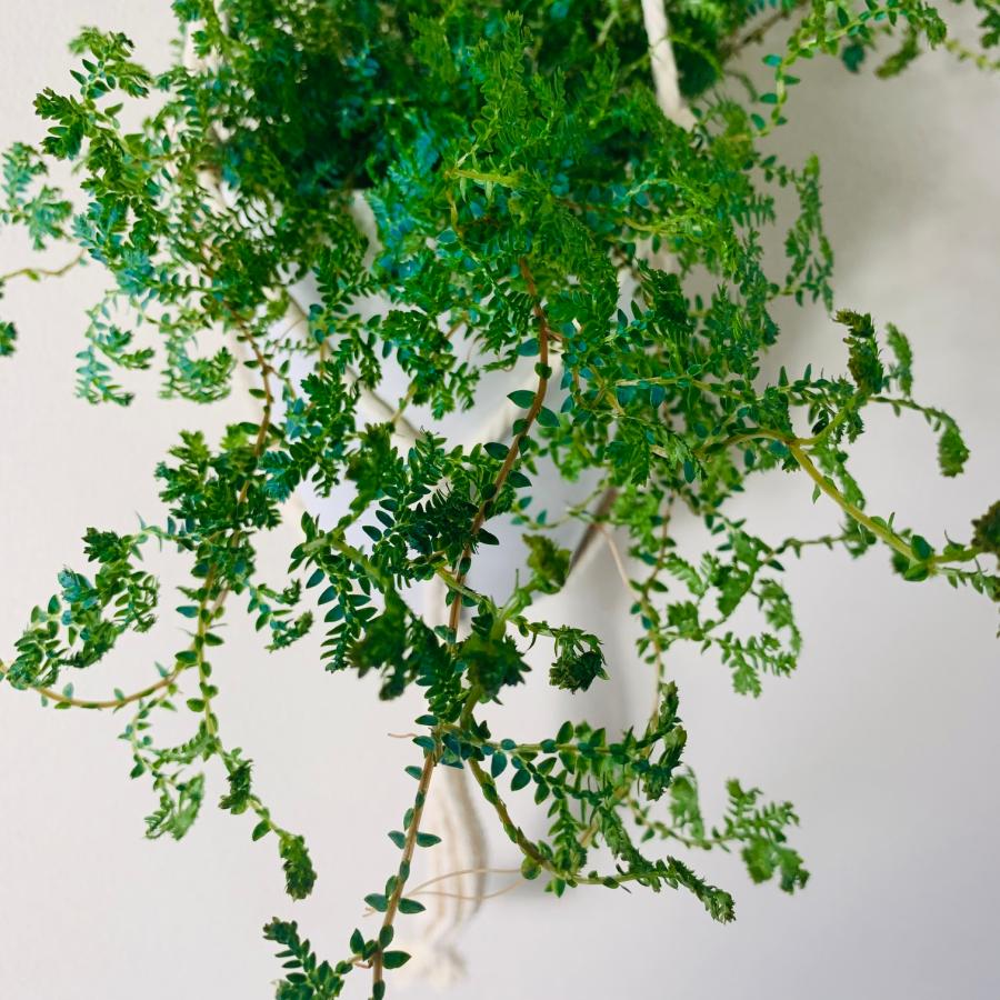 観葉植物　吊り下げ 　おしゃれ　壁掛け　インテリア　レインボーファン　フライトハンガー　4号　 |  | 04