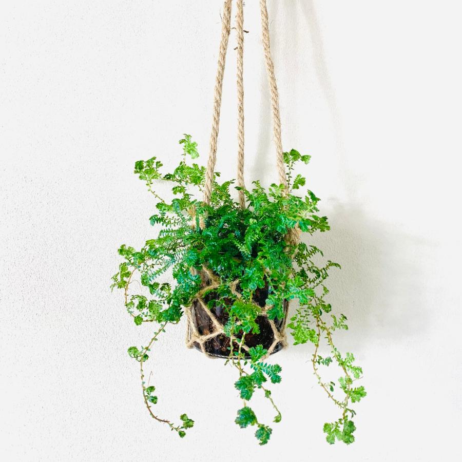 壁掛け　オシャレ　レインボーファン　グラスハンギング　ベラボン植え　インテリア　観葉植物　吊るす　植木鉢　 | 