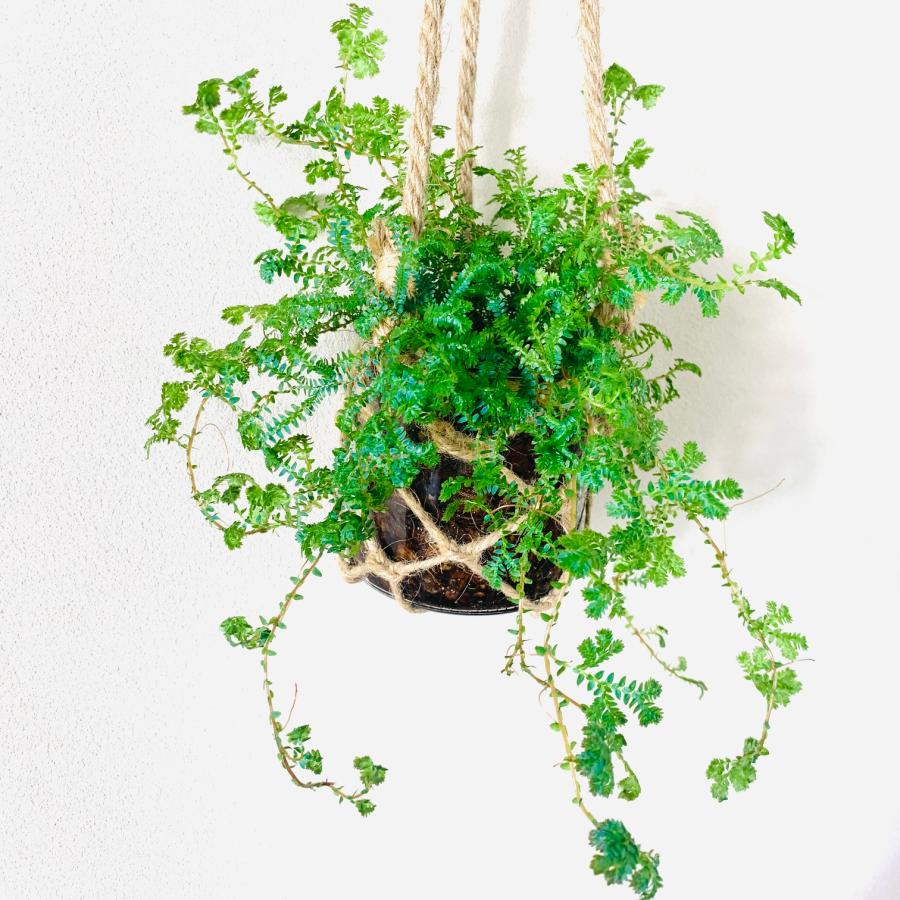 壁掛け　オシャレ　レインボーファン　グラスハンギング　ベラボン植え　インテリア　観葉植物　吊るす　植木鉢　 |  | 01