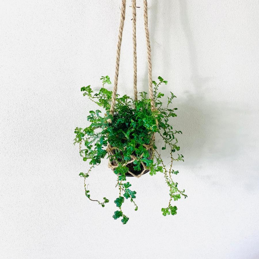 壁掛け　オシャレ　レインボーファン　グラスハンギング　ベラボン植え　インテリア　観葉植物　吊るす　植木鉢　 |  | 02