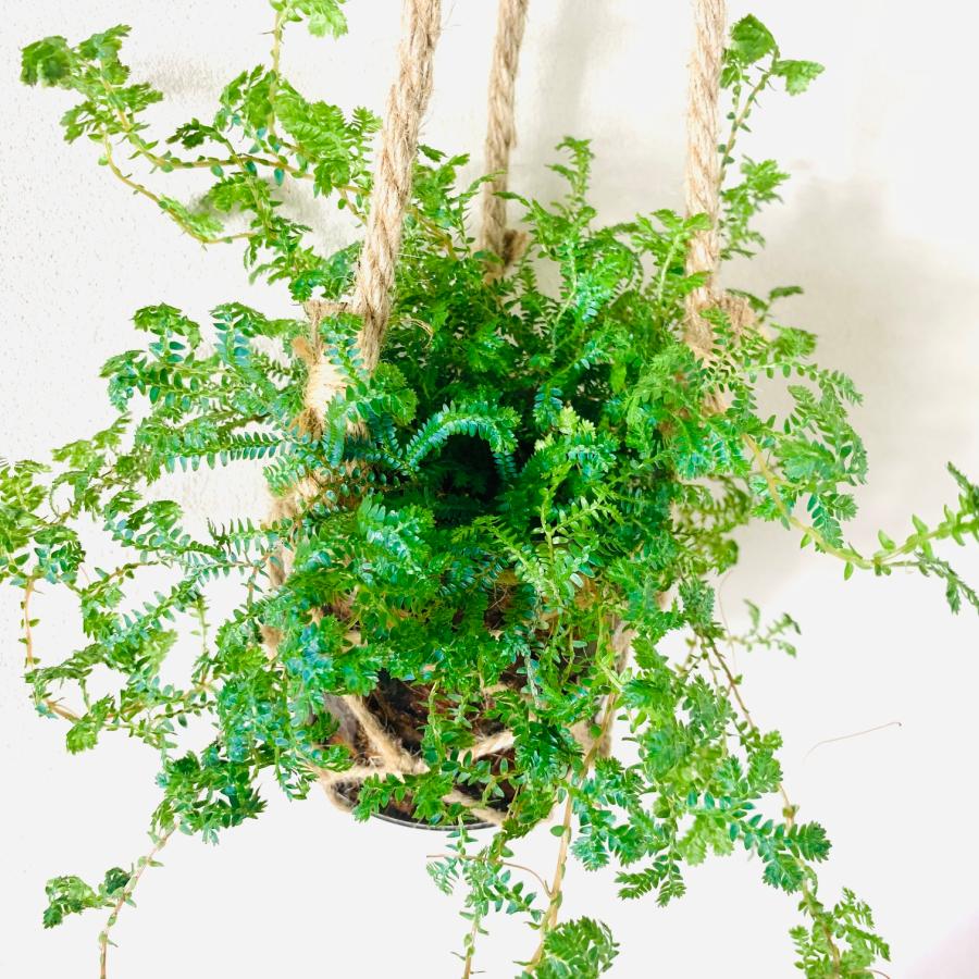 壁掛け　オシャレ　レインボーファン　グラスハンギング　ベラボン植え　インテリア　観葉植物　吊るす　植木鉢　 |  | 03