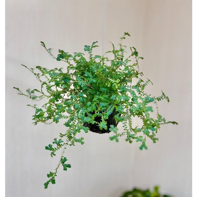 おしゃれ　観葉植物　苔玉　レインボーファン　インテリア　壁掛け | 