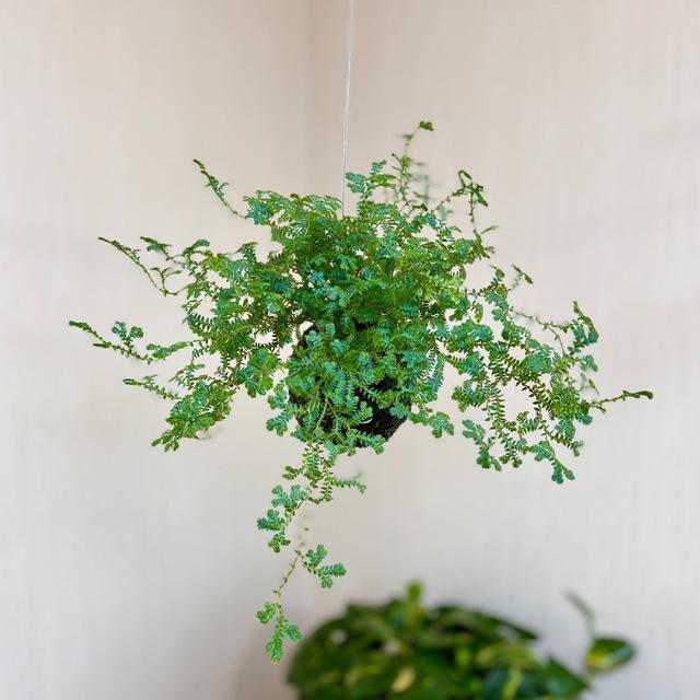 おしゃれ　観葉植物　苔玉　レインボーファン　インテリア　壁掛け |  | 01