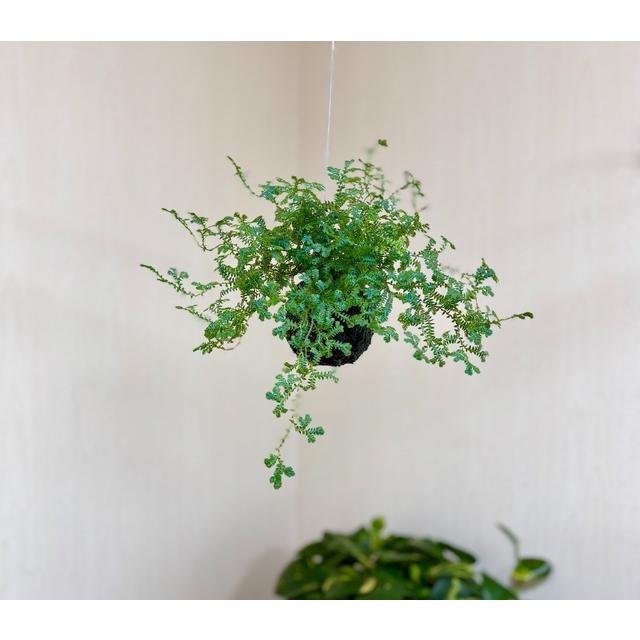 おしゃれ　観葉植物　苔玉　レインボーファン　インテリア　壁掛け |  | 02