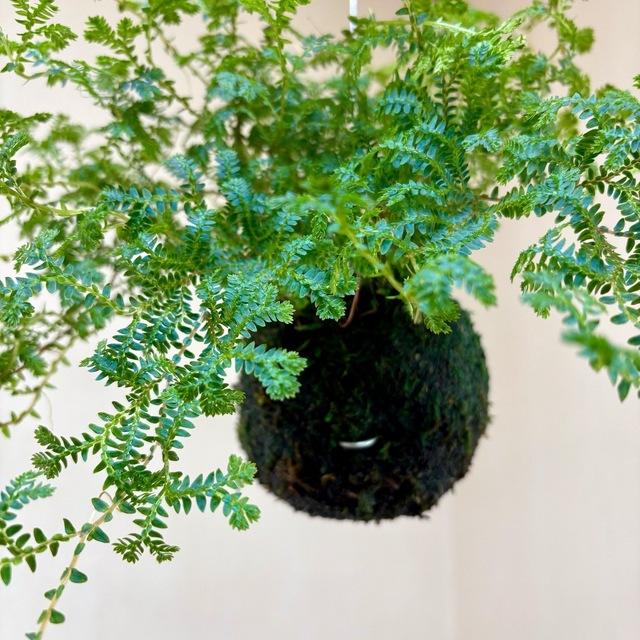 おしゃれ　観葉植物　苔玉　レインボーファン　インテリア　壁掛け |  | 03